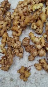 Jahe Emprit Segar 1Kg – Rasa Lebih Pedas – Sudah Bersih Tanpa Tanah – Rempah Herbal Jamu & Masakan