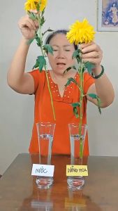 Combo 10 gói dưỡng hoa DR NATRO