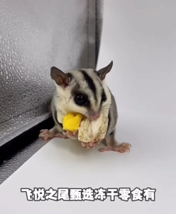 Sugar Glider Freeze-Dried Cod Fish