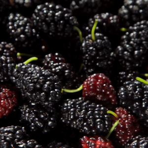 Bosun Garden 100% NFC Mulberry Juice 946ml No added sugar Highi in Antioxidants