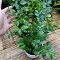 tanaman hidup daun bidara arab asli. 