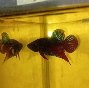 แก้มแดงสายกัดนนทบุรี