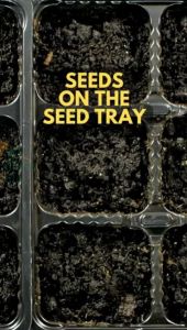 Multi Purpose Tray for Planting Seedlings Gardening 托盘