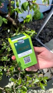 Hibest Propolis & Ekstrak Daun Kelor: Suplemen Alami untuk Kesehatan