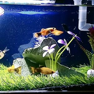 Rumput Sintetis Swiss Aquarium 40x20 cm Tebal 3cm