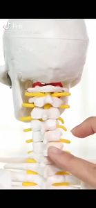 Combo 5 Hộp 12 miếng dán ngải cứu giảm đau cổ vai gấy - Cải thiện nhanh chóng các triệu chứng đau đầu đau khớp gối đau lưng