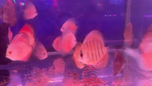 Discus Fish Ikan Diskus Ikan Hiasan Random Pick Up