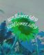 Sunflower.id19