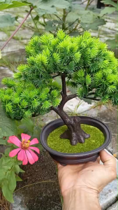 บอนไซเทียมต้นไม้พลาสติกเหมือนจริงเเบบธรรมชาติ ขนาด 26cm x26cm