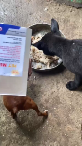 gói Trộn Thức Ăn Cho Chó & Mèo( Ve Rận Bọ Chét & Zunn) hiệu quả