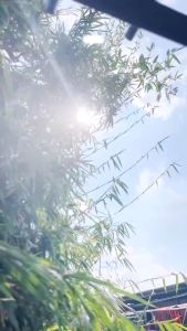 {BISA COD} Kain Batik Printing Bahan Katun Halus Motif Terbaru Kain Batik Printing Pekalongan Murah