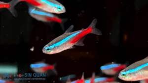 Neon Tetra / Tetra/Freshwater 日光灯/灯科鱼(Sin Quan Aquaculture Enterprise)