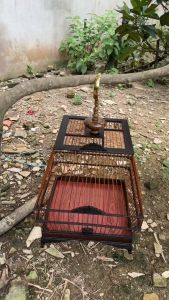 Lồng chim chào mào tự ráp sinh lá đề lồng sinh chào mào tự ráp chất liệu gỗ mun cao cấp có video hướng dẫn lắp ráp