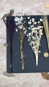 (10-100 tangkai) GROSIR Paket Bunga Kering Rumput Dried Flower Lagurus Oson Dekor Dekorasi Rustik