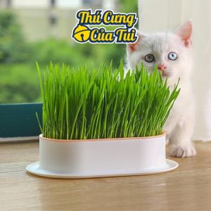 Bộ kit trồng cỏ mèo lúa mì thủy canh hỗ trợ tiêu hóa cho mèo - Thú cưng của tui