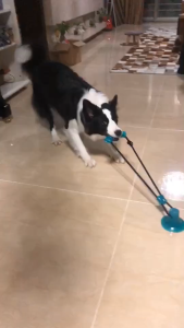 Đồ Chơi Gặm Cắn Cho Chó Có Cốc Hút Đồ Chơi Răng Miệng Cho Thú Cưng