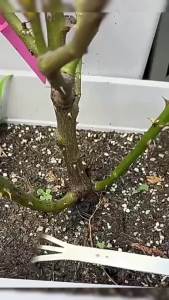 Harper คราดน้อยสแตนเลส 20cm คราดพรวนดิน ที่สางราก  อุปกรณ์ทำสวนย่อม Stainless Steel Rake