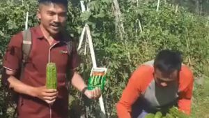 TM GUNDALA F1 - isi 10gr Benih bibit biji paria pare sayur sayuran ORIGINAL TANI MURNI