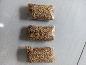 BENIH PADI ZIZANIA SUPER JUMBO UNGGUL BUAT DI TANAM DI POT SERBA GUNA PER 40GRAM