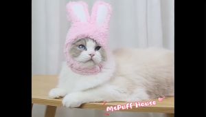 หมวกกระต่าย สำหรับแมวและสุนัข หมวกแฟนซี เก๋ๆ น่ารักๆ หมวกแมวและสุนัขที่มีหูกระต่าย