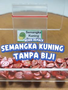Benih Semangka Kuning Tanpa Biji Unggulan Berkualitas biji bibit repack non lurik bulat merah hydroponik hidroponik tanaman berbiji buah pot