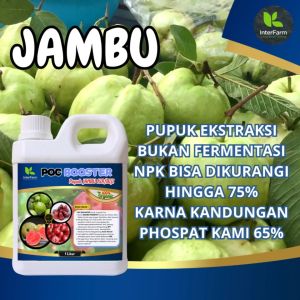 Poc Booster Organik Booster Panen Jambu Berkualitas Tinggi InterFarm