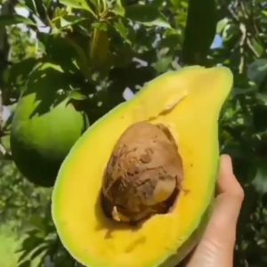 Pohon Alpukat Aligator Bibit Super Unggul Cepat Berbuah