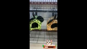 DJEVPETSHOP Sleeping Pouch Mickey Mouse Sugar Glider Tupai