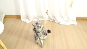 มากของไม้ตกแมวหัวขนนก สำหรับแมว & สำหรับสัตว์เลี้ยง เบ็ดตกแมว การผลิต และถูกเผยแค่หัว