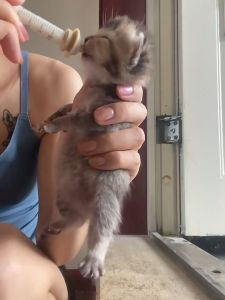 4pcs Pet Feeding Miracle Nipples Kittens Silicone Pacifier Pet Syringes Feeding Nipple For Rabbits