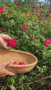 Nước Hoa Hồng Saola 100% Nguyên Liệu Hoa Hồng Hữu Cơ trồng tại Huế Cho Da Dầu Mụn Nhạy Cảm Sạch Sâu100ml