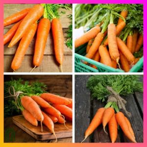 SeedsPLAZA™ - Carrot Seeds for Planting Vegetable Plants (100 Seed) incl. Planting Instruction for Carrots