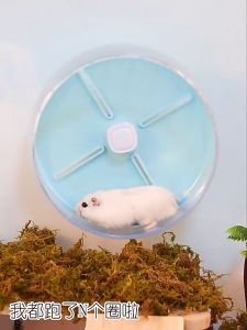 Running Wheel Large 26cm (sugar glider) (hamster) (syrian) (large) (running wheel)仓鼠蜜袋鼯跑轮