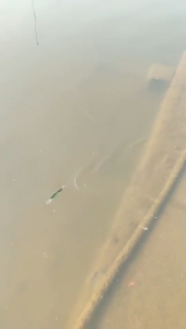 1 pcs set umpan pancing mini umpan pancing keras ikan kecil mengambang ayunan umpan engkol gila umpan engkol bionik buatan Umpan Ikan untuk Ikan Besar dan Kecil