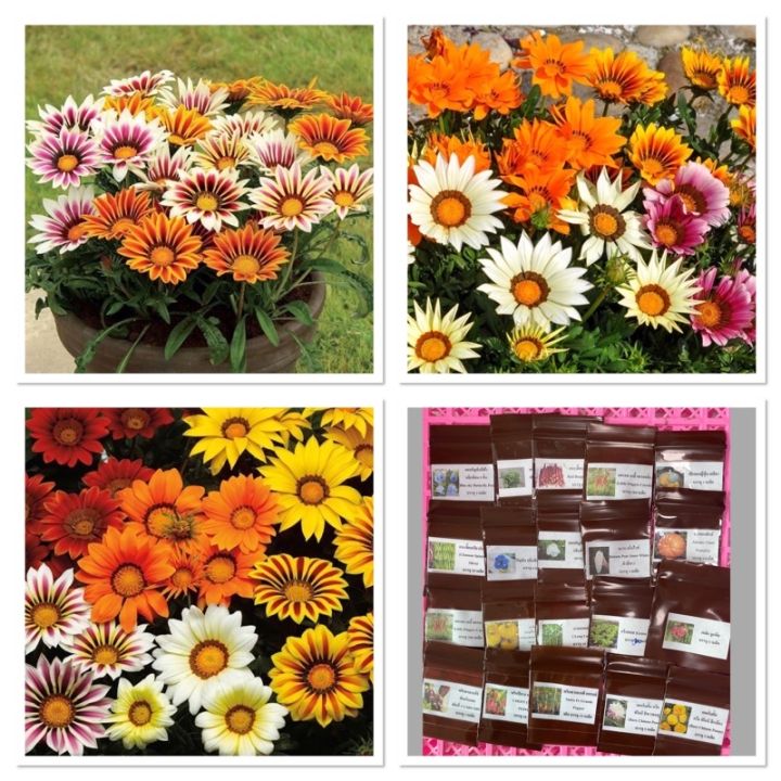 เมล็ดพันธุ์ ดอกกาซาเนีย คละสี (Gazania Flower Mix Seed) บรรจุ 10 เมล็ด ...