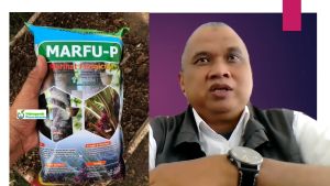 Bio Fungisida Organik Trichoderma MARFU P Isi 1 Kg Trikoderma Tricoderma Pembasmi Jamur