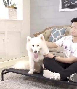 พร้อมส่งเตียงสัตว์เลี้ยง เตียงสุนัข ที่นอนสุนัข แบบยกสูง คอกสุนัข S/M/L/XL