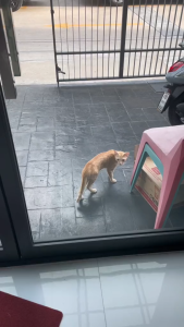 ‼️ไล่แมว 450 ml‼️ SAMUNPINE สเปรย์ไล่แมว ป้องกันแมวมาขับถ่าย ข่วนเฟอร์นิเจอร์ ขึ้นหลังคารถ ไม่ทำลายสีรถ สารสกัดธรรมชาติ ขนาด 450 ml.