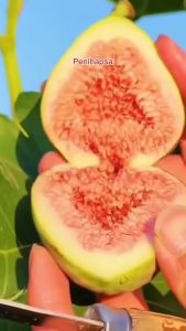 Bibit Buah Tin Super Jumbo Hasil Cangkok Berkualitas