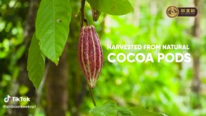 Sin Boon Kee Chocolate Malt Drink | Minuman Malt Coklat Segera | 35g x 12 sachets | HALAL |