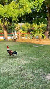 Original Berhologram Red VVIP Kamlang Kering Extra Fooding Memenuhi Kebutuhan Nutrisi Ayam Laga