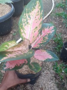 Aglonema khocin pink tanaman hias hidup