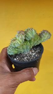 ต้นกระบองเพชร ตอกราฟ ตอบลู Myrtillocactus geometrizans cristata ตอบลูคริส - สามารถใช้เป็นเพชรที่ตอกราฟ โดยเรียกใช้ชื่อว่าตอบลู