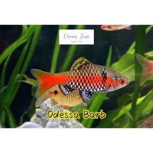 【Ocean Zone】 Odessa Barb - 2pcs/5pcs (Live Fish with DOA)