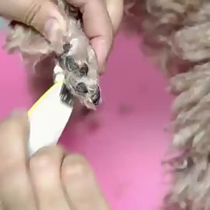 Tông đơ cạo lông bàn chân lông tai lông mắt lông vùng mông cho Chó Mèo cổng sạc USB - Love Pets Shop
