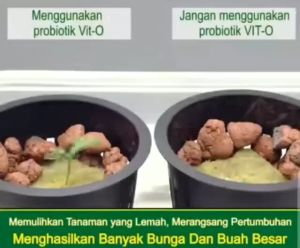 1000ML/1LITER VIT O VITAMIN TANAMAN ORGANIK NUTRISI TANAMAN TEHNOLOGI JEPANG ORIGINAL