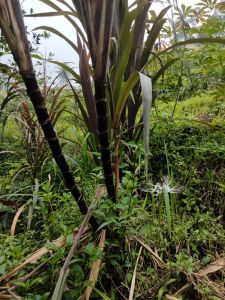 jual tebu Ireng atau Wulung per 2 kg  panjang 50 senti