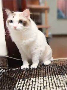 Cat Scat Mat with Spikes: A Humane Solution for Pet Repellent