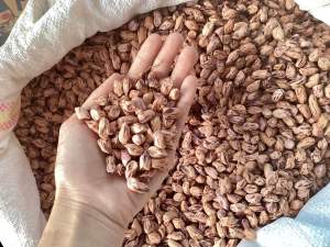 เมล็ดพันธุ์ถั่วลายเสือ 1 กิโล แกะแล้ว แห้งดีแล้ว จากแม่ฮ่องสอน งอกดีมาก ราคาพิเศษ