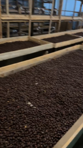 TEBING KIRI 1 KG KOPI BUBUK MIX BLEND ROBUSTA 70% ARABICA 30% PREMIUM ASLI PEKALONGAN MEDIUM ROAST